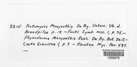 Protomyces menyanthis image